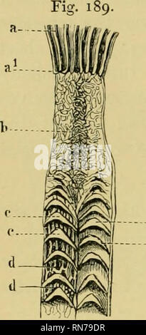 . Die Anatomie der Frosch. Frösche - - Anatomie; Amphibien - Anatomie. 288 DER VERDAUUNGSTRAKT, etc. Diese falten und zwischen ihnen sind kleiner, sekundäre Falten, teilweise unregelmäßig angeordnet, teilweise longitvidinal [d d). In der Mitte der Dünndarm dieser valvular Anordnung verloren gegangen ist, die durch eine unregelmäßige Net - wie Falten ersetzt werden. Darüber hinaus längs Falten entstehen, die in einer kurvigen Kurs auf den Dickdarm. Die gesamte Schleimhaut, sowohl auf die Falten und ansonsten wird mit einer einfachen Schicht columnar Epithelium, Con- tinued in zahlreiche einfache abgedeckt Stockfoto