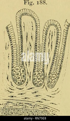 . Die Anatomie der Frosch. Frösche - - Anatomie; Amphibien - Anatomie. 286 DER VERDAUUNGSTRAKT, etc.. Querschnitt durch die Schleimhaut des Pyloric Ende der Magen von Liana esculenta. Nach Partsch. (Obj. II., Syst. 7, hartnack. ) Mehr fast ösophageale g-Länder ähneln. An der gleichen Stelle die Schleimhaut ist dünner als entweder vor oder hinter sich. In der gleichen Weise eine Grauzone zwischen den typischen g-Länder des Fundus und Pylorus des Magens besteht.] sowohl in Speiseröhre und Magen die Schleimhaut ist in longi geworfen - tudinal Falten, wenn die Organe leer sind. T Stockfoto