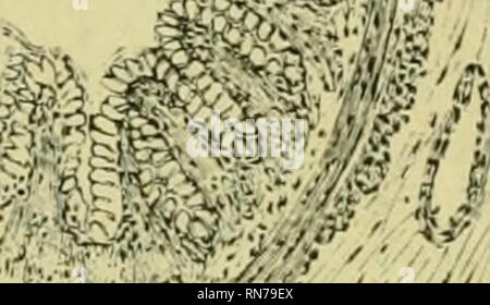 . Die Anatomie der Frosch. Frösche - - Anatomie; Amphibien - Anatomie. Der Verdauungstrakt. 285 ^^M SM ^/T V.?-B."^.- Vj/3. [Die glauds des Fundus des Magens^ sind nicht so komplex wie die typische Drüsen der Speiseröhre. Die Zellen an der Mündung der Stopfbuchse sind^ fortgesetzt. ", Fis:. Ich 86. in feine Prozesse (Abb. 187), und die äußeren Teile enthalten mucigen. Die Zellen der Hals der Stopfbuchse sind mehr würfelförmig J und im unteren Teil des Halses sind Schleimhäute Zellen. Die Zellen des Körpers von tlie Kabelverschraubung sind von unregelmäßiger Form^ und so angebracht, dass der Zellkern einer Zelle Gesichter die an Stockfoto