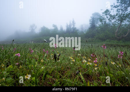 Wandern in den Nebel. Verschiedene alpine Pflanzen können im frühen Sommer beobachtet werden. Tsugaike, Hakuba, Gebirge, Nagano, Japan Stockfoto