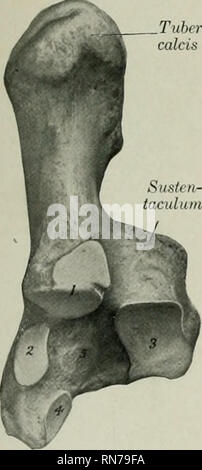 . Die Anatomie der Haustiere. Veterinär Anatomie. Die zentrale FUSSWURZELKNOCHEN 121 erweitern das Sprunggelenk. Es besteht aus einem Körper und einem medialen Prozess, der sustentacu-lum Tali. Der Körper (Corpus) am proximalen Ende vergrößert die Knolle calcis oder "Punkt der Hock" zu bilden; im hinteren Teil dieses eminenz gibt Anhang an die Sehne des Gastrocnemius, während auf der Vorderseite und auf jeder Seite liefert die Kuvertierung zu sehnen der oberflächlichen digitalen flexor, Bizeps, und semitendinosus Muskeln. Der distalen Extremitäten trägt eine konkave Facette für Artikulation mit dem Vierten tarsal Bo Stockfoto