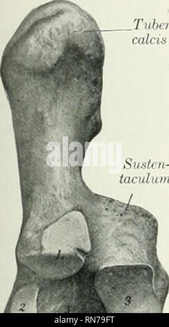 . Die Anatomie der Haustiere. Veterinär Anatomie. Die zentrale FUSSWURZELKNOCHEN 121 erweitern das Sprunggelenk. Es besteht aus einem Ijody und eine mechal Prozess, der sustentacu-lum Tali. Der Körper (Corpus) am proximalen Ende vergrößert die Knolle calcis oder "Punkt der Hock" zu bilden; im hinteren Teil dieses eminenz gibt Anhang an die Sehne von Th (&gt; gastrocnemius, während auf der Vorderseite und auf jeder Seite liefert die Kuvertierung zu sehnen der oberflächlichen digitalen flexor, Bizeps, und semitendinosus Muskeln. Die distale Extremität l&gt; Autos eine konkave Facette für Artikulation mit der 4. Stockfoto