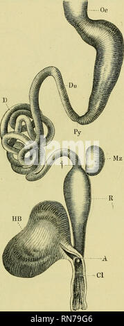 . Die Anatomie der Frosch. Frösche - - Anatomie; Amphibien - Anatomie. Die ALIMENTAEY TRAKT. 283 zwei Schichten, ein {LM) longitu-Schwein^ jg-dinal, der Andere[TM) trans-Vers. Die longitudinale Schicht ist in der Speiseröhre dicker und dünner, da es an die Pyloric Ende der Magen fort. Die kreisförmige Schicht, auf der anderen Seite Gewinne in der Stärke; hoth Schichten werden von unstriated Mus- Faser. (3) Die submuköse Mantel (Abb. i^6 A, B und S2l) wird im Magen besser entwickelt als in jedem anderen Teil der Speiseröhre. Es ist von einem weiten Maschen, lose Con-nective-Gewebe, das nu unterstützt gebildet Stockfoto