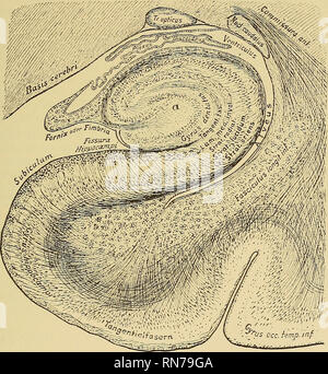 . Die Anatomie des zentralen Nervensystems des Menschen und der Wirbeltiere im Allgemeinen. Neuroanatomie; Zentrales Nervensystem. Der COETEX POEEBEAIN und MEDULLA von HEMISPHEEES. 235 Association - Fasern wliicli entsteht in der cornn Ammonis und endet an der Stelle, wo diese von der Gyrus dentatus umgeben ist. Die Fasern müssen auf den Cortex selbst gehören, und nicht einfach dahin durchdringen, die in einen Hund, in der ein Einzelnes gyrus Hippocampi blieb nur der gesamten Großhirnrinde, dieses System gezeigt wurde vollständig erhalten werden. Abb. 154.-Abschnitt durch die Basis des Gehirns und des Gyrus hippocampi lyi Stockfoto