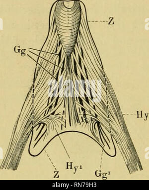 . Die Anatomie der Frosch. Frösche - - Anatomie; Amphibien - Anatomie. 282 DER VERDAUUNGSTRAKT, etc. Abb. 183. G. in der Muskulatur der Zunge, aus dem ventralen Sui' Gesicht. G M. Genio -^ lossus. Gj} gerade Fasern der KI. Genio - glossus. G//1 gebogene Fasern des M. Genio - glossus. Hy und // // Ich M. hyoglossus, Z Grenzen der Zunge. Die M. hyoglossus ist der Aufrollvorrichtung des toiigaie, die M.fjenio - ytossiis der Winkelmesser. (Für die Schleimhaut des Tong' ue, siehe Organ der Geschmack. Der vocal sacs sind mit den Organen der Stimme und der Atmung beschrieben.) B. der Speiseröhre und Magen (Abbn. 184, 185, 189, 194 Stockfoto