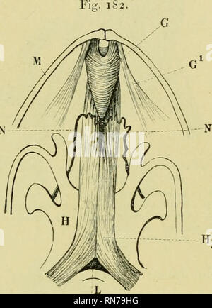 . Die Anatomie der Frosch. Frösche - - Anatomie; Amphibien - Anatomie. Der verdauungstrakt TKAGT. 281 M. hijoglossKS. Die beiden M2 I. hyoglossi entstehen (siehe Seite 66) weit auseinander ^ und leitet und zueinander laufen auf die ventrale Oberfläche der zungenbein zu treffen; sie gehen nun davon aus das Lon-gitudinal Richtung, und laufe Vorwärts parallel zueinander, bis Sie die M. (jenio - glossus (Bild erreichen. 182 C). Jeder Muskel teilt jetzt grob Bundles, die Aufsteigen auf beiden Seiten der M. Genio - glossus in Richtung der Dor-Summe der Zunge zu bilden. In diesem Kurs werden Sie durch eine Starke, elastische, con umgeben Stockfoto