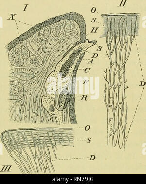 . Die Anatomie der Frosch. Frösche - - Anatomie; Amphibien - Anatomie. Der Verdauungstrakt. 279. Ein. Das Dentin ist ein liomog - eneous Substanz, die durch zahlreiche Tubuli [durchbohrt I)), die auf der j) Ulp-eavity und natürlich in einer parallel zur Oberfläche der Dentin, wo Sie ein reichhaltiges Netz bilden, mit unregelmäßigen, 'interg lomerular sj entstehen) Asse. Die innere Oberfläche der Dentin ist roug-h, durch die Anwesenheit von zahlreichen kleinen, dunklen Tuberkel,/3. Der Zahnschmelz bedeckt das Dentin auf der apikalen Teil des Zahnes. Es hat Rohre durch das Coursing, die kontinuierliche sind mit denen der Dentin und Stockfoto