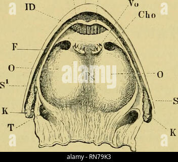 . Die Anatomie der Frosch. Frösche - - Anatomie; Amphibien - Anatomie. 276 DER VERDAUUNGSTRAKT, etc. Abb. 178. F'" Pi: Sofort innerhalb der Lippe ist eine tiefe, gut markierten Groove, die äußere Begrenzung durch die Lippe gebildet, die innere durch eine Falte der Schleimhaut (Abb. 178/); dieses Fach erhöht sich von hinten nach vorne so weit das premaxillary Knochen, wo es zwei protuberanzen [F^, F^) in einem bestimmten Intervall. Diese auf dem Palatin Prozesse Der premaxillary Knochen entsprechen: Unmittelbar hinter ihnen sind Öffnungen der dvicts der intermaxilläre Drüsen. In der Nut so foimed sind plac Stockfoto