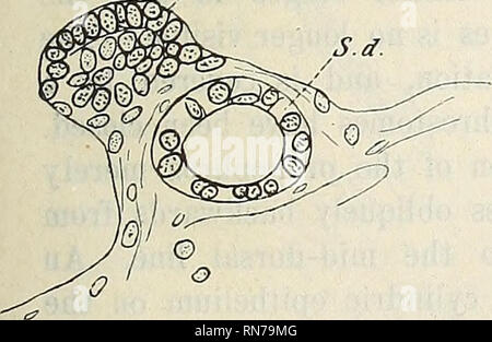 . Anatomischer Anzeiger. Anatomie, Vergleichende. Abb. 12. Abb. 15. M. d.. M. d.. Bitte beachten Sie, dass diese Bilder sind von der gescannten Seite Bilder, die digital für die Lesbarkeit verbessert haben mögen - Färbung und Aussehen dieser Abbildungen können nicht perfekt dem Original ähneln. extrahiert. Anatomische Gesellschaft. Jena: G. Fischer Stockfoto