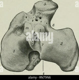 . Die Anatomie der Haustiere. Veterinär Anatomie. Die Fibel 117 patellar sehnen. Eine halbrunde glatte Kerbe, den Sulcus muscularis, trennt die tuberosity aus der lateralen Kondylus, antl Passage gibt, die dem gemeinsamen Sehne des Ursprungs der extensor Digitalis longus und der peroneus Tertius. Der distalen Extremitäten (Extremitas Distalis) ist viel kleiner als der proximalen Eine; es ist r | uadrangular in Form und größere medial als seitlich. Es präsentiert eine Artikuläre Oberfläche (Cochlea tibiis), die Der trochlea Der schienbeinkopf Fußwurzelknochen angepasst wird, und besteht aus zwei getrennten Nuten Stockfoto