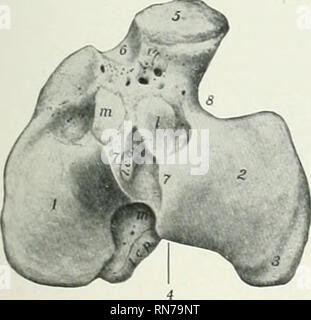 . Die Anatomie der Haustiere. Veterinär Anatomie. Die Fibel 117 patellar sehnen. Eine halbrunde glatte Kerbe, den Sulcus muscularis, trennt die tulierosity aus der lateralen Kondylus und gibt Passage zum gemeinsamen Sehne des Ursprungs der extensor Digitalis longus und der peroneus Tertius. Der distalen Extremitäten (Extremitas Distalis) ist viel kleiner als der proximalen Eine; es ist (juadrangular in der Form und in der grösseren meilially als seitlich. Es präsentiert eine Artikuläre Oberfläche (Cochlea tiliia^), die angepasst ist an tlie trochlea Der schienbeinkopf Fußwurzelknochen, und besteht aus zwei Nuten separa Stockfoto