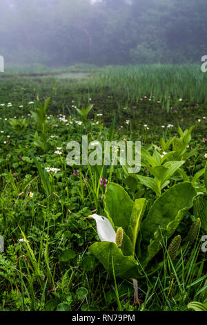 Wandern in den Nebel. Verschiedene alpine Pflanzen können im frühen Sommer beobachtet werden. Tsugaike, Hakuba, Gebirge, Nagano, Japan Stockfoto