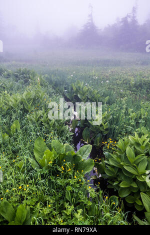 Wandern in den Nebel. Verschiedene alpine Pflanzen können im frühen Sommer beobachtet werden. Tsugaike, Hakuba, Gebirge, Nagano, Japan Stockfoto