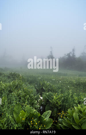 Wandern in den Nebel. Verschiedene alpine Pflanzen können im frühen Sommer beobachtet werden. Tsugaike, Hakuba, Gebirge, Nagano, Japan Stockfoto