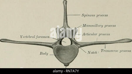 . Die Anatomie der Haustiere. Veterinär Anatomie. 40 DAS SKELETT DES PFERDES ist Dick, der seitliche Teil dünner, schmaler und gekrümmt vorwärts. Die medialen Teil des Fünften ist auch etwas verdickt. Medial an den Gelenkflächen die Kanten der transversale Prozesse geschnitten werden in über den Kerben, die steingrab Form von apposi mit einander und dem Kreuzbein. Die Dornfortsätze ähneln denen der letzten zwei brustwirbel. Dornfortsätze Prozess Mammillary Prozess Gelenkknorpel. Ventralen Wirbelsäule Abb. 16.- Zweiten Lendenwirbel, der Pferd; Posterior Anzeigen. Sie sind in der Regel über eq Stockfoto