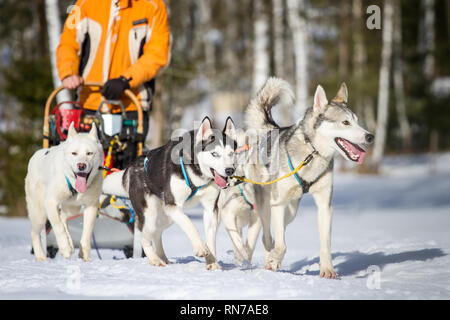 Sibirische Schlittenhunde @ Schlittenhunderennen, Tschechische Republik Stockfoto