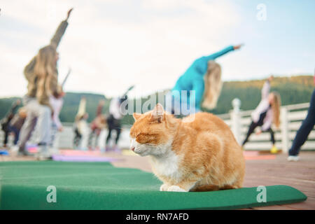 Ingwer und weiße Katze schlafen während fitness Klasse. Friedliche Katze sitzt mit geschlossenen Augen. Frauen Ausbildung und Üben von Yoga oder Pilates für den Hintergrund. Gruppe Sport an der frischen Luft. Stockfoto