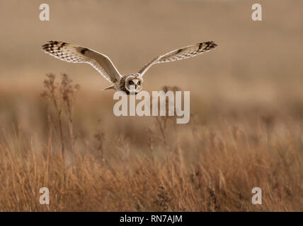 Eine wilde Short Eared Owl (Asio Flammeus) jagt niedrig über Northumberland Sanddünen am späten Nachmittag Sonnenlicht Stockfoto