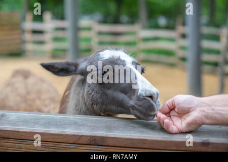 Cute llama, llama mit langen Wimpern Stockfoto