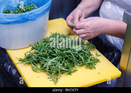 Die Hände des Сook sortiert die Blätter von frischem Rucola Salat in die Schüssel in der professionellen Küche des Restaurants. Das Konzept des Kochens für das Bankett, Koch Stockfoto