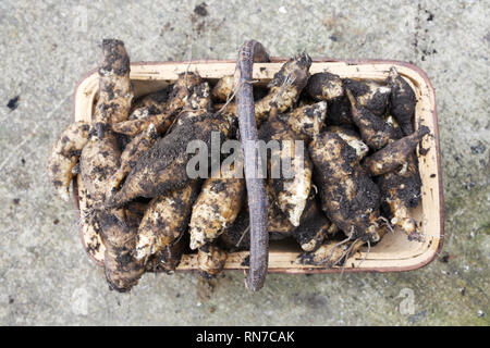 Helianthus tuberosus' Fuseau'. Eine trug der Topinambur. Stockfoto