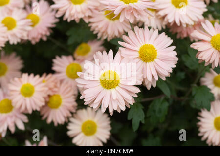 "Aline" Chrysanthemen. Stockfoto