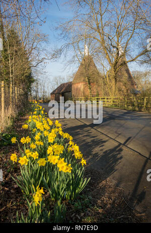 Narzissen an der Seite der Straße in voller Blüte im Frühjahr, mit ein paar oasthouses in der Ferne Stockfoto