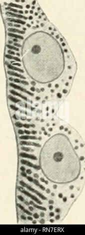 . Anatomischer Anzeiger. Anatomie, Vergleichende; Anatomie, Vergleichende. Abb. 9.. Abb. 11.. Bitte beachten Sie, dass diese Bilder sind von der gescannten Seite Bilder, die digital für die Lesbarkeit verbessert haben mögen - Färbung und Aussehen dieser Abbildungen können nicht perfekt dem Original ähneln. extrahiert. Anatomische Gesellschaft. Jena: G. Fischer Stockfoto