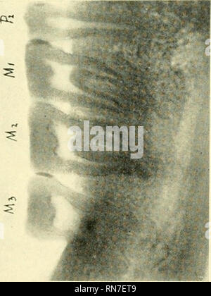 . Anatomischer Anzeiger. Anatomie, Vergleichende; Anatomie, Vergleichende. so. 60. Bitte beachten Sie, dass diese Bilder sind von der gescannten Seite Bilder, die digital für die Lesbarkeit verbessert haben mögen - Färbung und Aussehen dieser Abbildungen können nicht perfekt dem Original ähneln. extrahiert. Anatomische Gesellschaft. Jena: G. Fischer Stockfoto