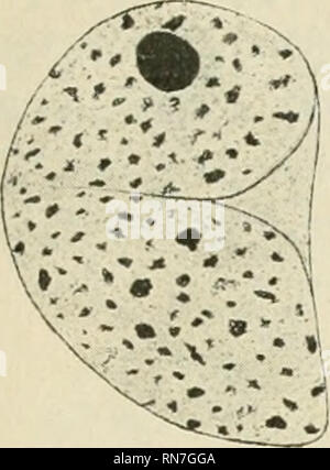 . Anatomischer Anzeiger. Anatomie, Vergleichende; Anatomie, Vergleichende. 283 VIII aus Knorpel, und IX ist von der Wand eines Blutgefäßes. Ähnliche Fälle wurden auch in der entodermal Strukturen gefunden. Diese nukleare Formen sind nicht so häufig wie in der Art, wo der Mitose weniger häufig oder nicht vorhanden ist, aber Sie sind zu viele auf der Grundlage der Degeneration berücksichtigt werden.. Bitte beachten Sie, dass diese Bilder sind von der gescannten Seite Bilder, die digital für die Lesbarkeit verbessert haben mögen - Färbung und Aussehen dieser Abbildungen können nicht perfekt dem Original ähneln. extrahiert. Anatomische Ge Stockfoto