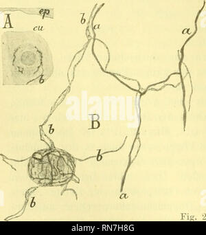 . Anatomischer Anzeiger. Anatomie, Vergleichende; Anatomie, Vergleichende. 452 Epithel stehen, sind merklich kleiner (Abb. 1m, 2A). Ebenso wie ihre Lage und Größe wechselt auch deren Form. Letztere hängt, gleich wie die Größe, von der betreitenden Tastzelle ab; This ist oder ellipsoidisch Kuo - Elig (Abb. 2 A, B). Das Protoplasma der Zellen ist deutlich granuliert. Der große Zellkern ist von noch gröberer granulöser-schaffenheit (Abb. 2 A, B). Das Wichtigste ein diesen Körperchen ist aber sterben Eudausbreitung von Nerven. Es ist schon bekannt, dass an den MERKELSchen Körperchen zweierlei Nervenfasern Stockfoto