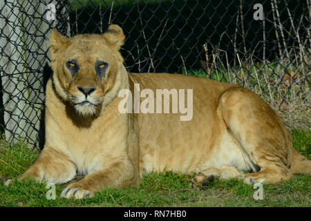 Löwen in Woburn Safari Park, Woburn, Bedfordshire, Großbritannien Stockfoto