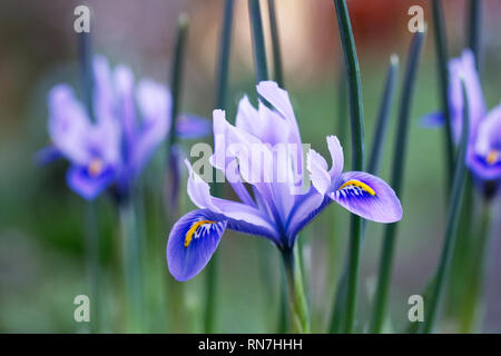 Iris reticulata 'Alida 'Blumen im späten Winter. Stockfoto