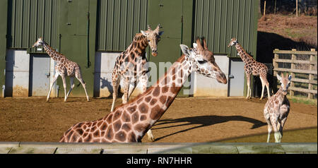 Giraffen am Woburn Safari Park, Woburn, Bedfordshire, Großbritannien Stockfoto