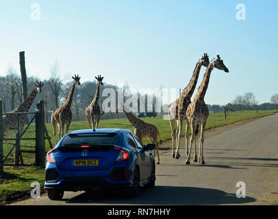 Giraffen am Woburn Safari Park, Woburn, Bedfordshire, Großbritannien Stockfoto