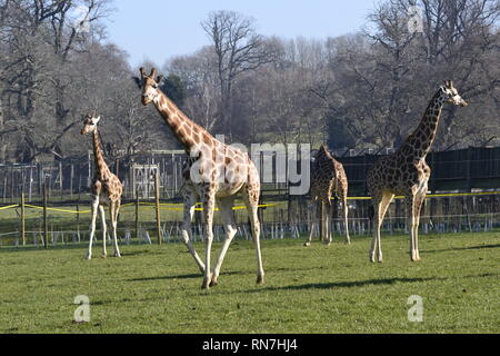 Giraffen am Woburn Safari Park, Woburn, Bedfordshire, Großbritannien Stockfoto