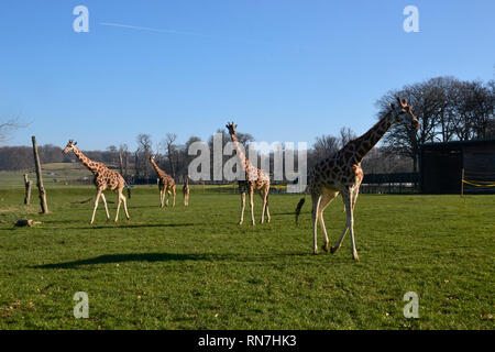 Giraffen am Woburn Safari Park, Woburn, Bedfordshire, Großbritannien Stockfoto