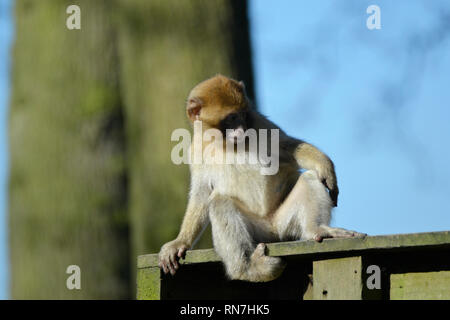 Affenbaby, Barbary Macaque, an der Woburn Safari Park, Woburn, Bedfordshire, Großbritannien Stockfoto