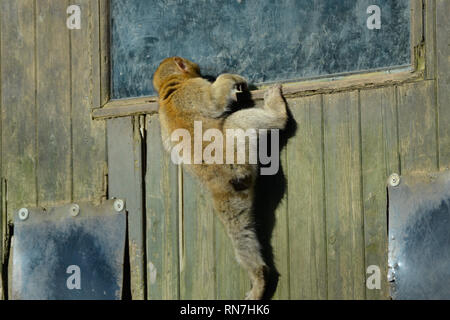 Affenbaby, Barbary Macaque, an der Woburn Safari Park, Woburn, Bedfordshire, Großbritannien Stockfoto