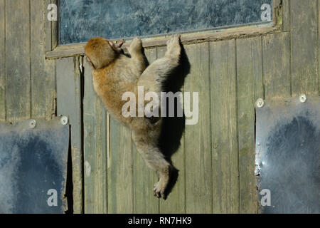 Affenbaby, Barbary Macaque, an der Woburn Safari Park, Woburn, Bedfordshire, Großbritannien Stockfoto