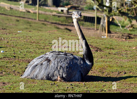 Rhea an der Woburn Safari Park, Woburn, Bedfordshire, Großbritannien Stockfoto