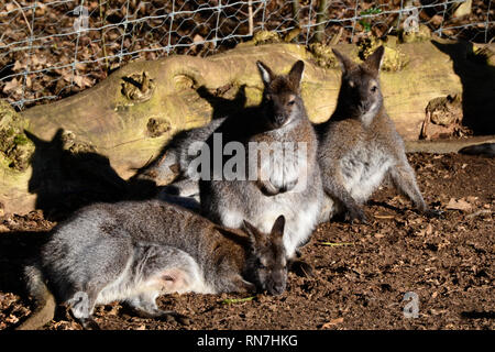 Wallabies an der Woburn Safari Park, Woburn, Bedfordshire, Großbritannien Stockfoto