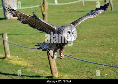 Graue Eule in die Raubvögel Flying Display an der Woburn Safari Park, Woburn, Bedfordshire, Großbritannien Stockfoto