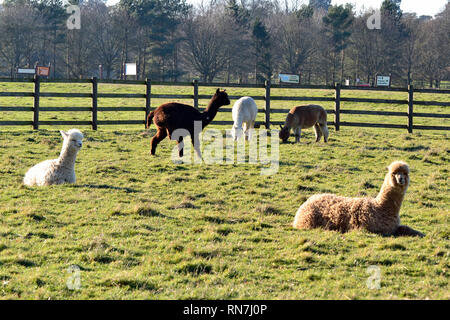 Alpakas an der Woburn Safari Park, Woburn, Bedfordshire, Großbritannien Stockfoto