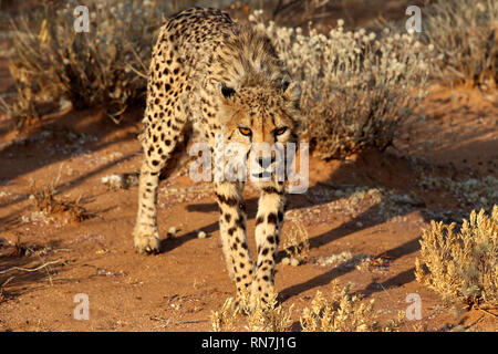 Gepard (Acinonyx jubatus) in der Savanne Namibias - Afrika Stockfoto