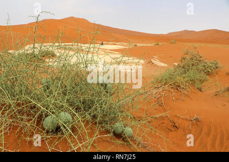 Nara (Acanthosicyos horridus) - Namibia Afrika Stockfoto