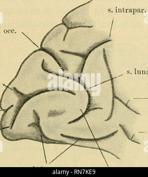 . Anatomischer Anzeiger. Anatomie, Vergleichende; Anatomie, Vergleichende. 437 präsentiert ein Sulcus lunatus ("Affeiispalte"), ein Okzipitalen operculum und ein Y-förmiges Sulcus occipitalis Superior (s. Ich. l), die jeder unparteiische Beobachter muss gestehen, die ähnliche Funktionen ex - in der rechten Gehirnhälfte der jungen Orang-Utans in Abbildung 2 untersagt entsprechen. Noch kann diese Zweifel über die Identität des Okzipitalen operculum und den benachbarten sulci in der linken Gehirnhälfte von anderen erwachsenen Ägyptische und der rechten Hemisphäre ein junger Schimpanse (Anthropopithecus trogl Stockfoto