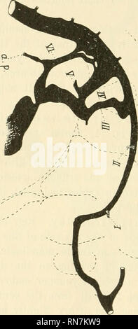 . Anatomischer Anzeiger. Anatomie, Vergleichende; Anatomie, Vergleichende. 420 Die der kleinen Spur vorwärts von der ventralen Ende des rechten Dritten arch in Abb. reagiert. 11. Im dritten Bogen ist der über die Größe der Fortsetzung von thejdorsal. Abb. 11. Wiederaufbau von Aortenbögen in Schwein Embryo des 20 Tag X 25. ? ^. Bitte beachten Sie, dass diese Bilder sind von der gescannten Seite Bilder, die digital für die Lesbarkeit verbessert haben mögen - Färbung und Aussehen dieser Abbildungen können nicht perfekt dem Original ähneln. extrahiert. Anatomische Gesellschaft. Jena: G. F Stockfoto