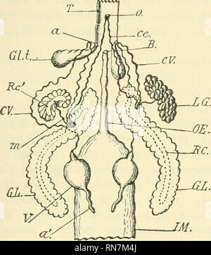 . Anatomischer Anzeiger. Anatomie, Vergleichende; Anatomie, Vergleichende.  403 diculairement ä Sohn ax loogitudinal: Auf voit alors un-Drossel circulaire autour duquel rayonnent Les ditförents Läppchen. L'ensemble de la glande aflfecte La forme d'une Grappe einfache ou 6 Pi (v. Abb. getan. 2). De l'extremitö Ant^rieure, renfl 6e et irr 6 guliere, du Reservoir col-Player partent les Trois canaux ddja citös: ICH*' Un-Conduit assez, cylindrique, qui va dans un lobe Separ 6 de la glande, Mais de meme Struktur que cette derniere. Les deux Lappen sind Orte au-dessus de I'oesophage, ä la Partie anterieure d Stockfoto