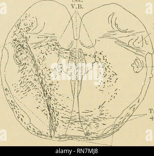 . Anatomischer Anzeiger. Anatomie, Vergleichende; Anatomie, Vergleichende. 358 lassen sich durch ventrale Teile des gekreuzten Hypoglossuskernes hindurch zur Formatio reticularis verfolgen, sie wird ebenfalls nach Abgabe von Aesten die Kerne der Form, reticularis zu Längsfasern werdener. Ventrale von den hinteren Längsbündeln überschreiten zahlreiche schwarze Querfaseru sterben Raphe und schließen sich auf der anderen Seite ventralwärts den eben genannten Sagittalbündeln der Formatio reticularis ein. Ihr Ursprung lässt sich nicht mit Sicherheit angeben, ich glaube aber vermuten zu dürfen, dass er ebenfalls i Stockfoto